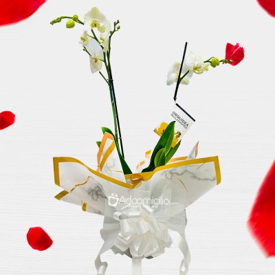 Orquídea En Planta A Domicilio En Cali Pedido Con Un Día De Anticipación 